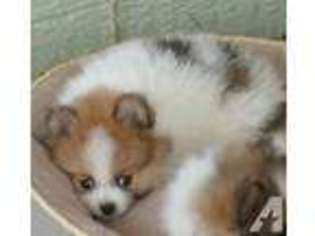 Pomeranian Puppy for sale in WINCHESTER, CA, USA