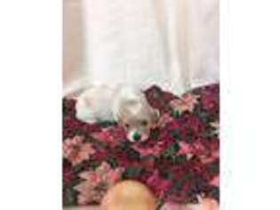 Cavachon Puppy for sale in Wilkes Barre, PA, USA