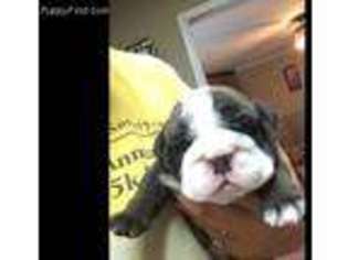 Bulldog Puppy for sale in Diboll, TX, USA