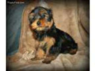 Yorkshire Terrier Puppy for sale in Brainerd, MN, USA
