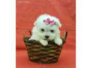 Maltese Puppy for sale in Perdido, AL, USA