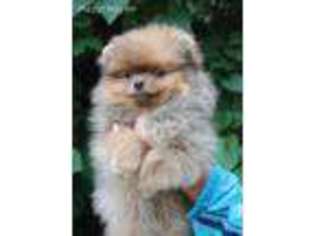 Pomeranian Puppy for sale in Sudbury, MA, USA