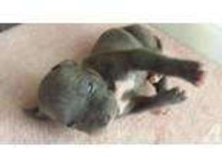 American Pit Bull Terrier Puppy for sale in TUCSON, AZ, USA