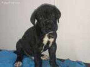 Great Dane Puppy for sale in Birmingham, AL, USA