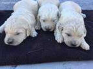 Goldendoodle Puppy for sale in Circleville, UT, USA
