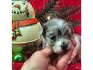 Mutt Puppy for sale in Stockton, MO, USA
