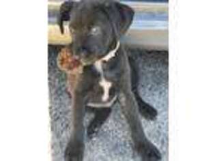 Labrador Retriever Puppy for sale in Cary, NC, USA