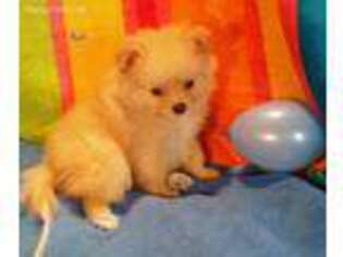 Pomeranian Puppy for sale in Senoia, GA, USA