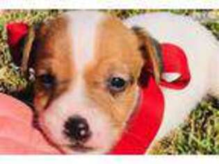 Jack Russell Terrier Puppy for sale in Tulsa, OK, USA