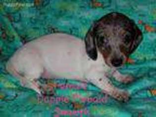 Dachshund Puppy for sale in Heathsville, VA, USA