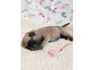 Pug Puppy for sale in Deer Trail, CO, USA