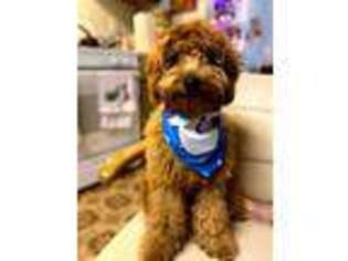 Goldendoodle Puppy for sale in Winthrop, MA, USA