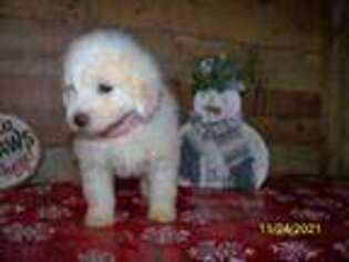 Goldendoodle Puppy for sale in Haddam, KS, USA