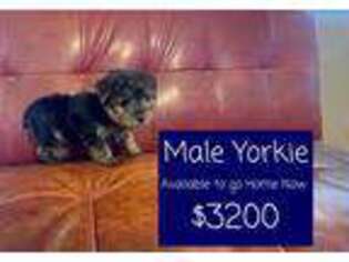 Yorkshire Terrier Puppy for sale in Tucson, AZ, USA