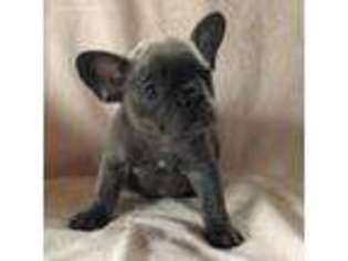 French Bulldog Puppy for sale in Rochdale, MA, USA
