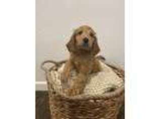 Goldendoodle Puppy for sale in Greenville, TX, USA