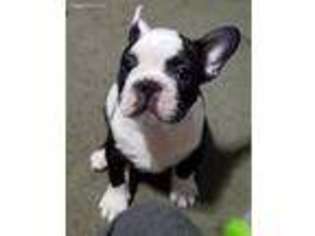 French Bulldog Puppy for sale in Arcadia, CA, USA