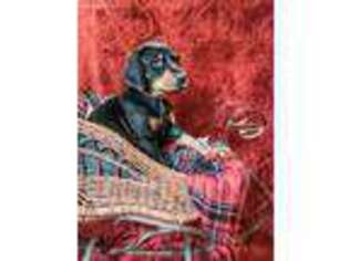 Doberman Pinscher Puppy for sale in Spring Lake, MI, USA