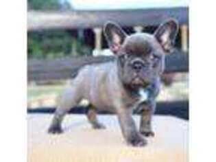 French Bulldog Puppy for sale in Sharpsburg, GA, USA
