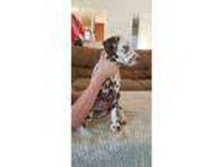 Dalmatian Puppy for sale in Roswell, NM, USA