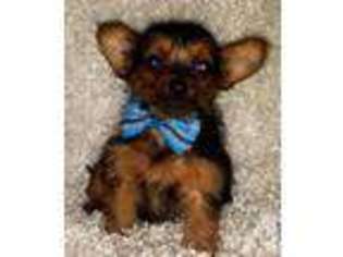 Yorkshire Terrier Puppy for sale in SAN ANTONIO, TX, USA