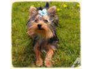 Yorkshire Terrier Puppy for sale in DORRIS, CA, USA