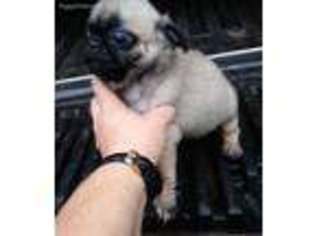 Pug Puppy for sale in Murfreesboro, TN, USA