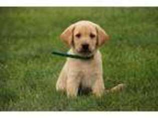 Labrador Retriever Puppy for sale in Myerstown, PA, USA