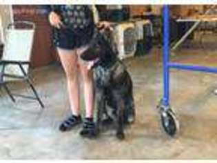German Shepherd Dog Puppy for sale in Nashville, MI, USA