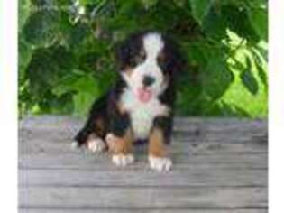 Bernese Mountain Dog Puppy for sale in Berlin, OH, USA
