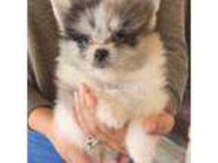 Pomeranian Puppy for sale in Los Angeles, CA, USA