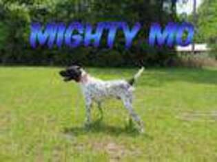 German Shorthaired Pointer Puppy for sale in Poplarville, MS, USA