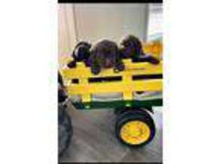 Labrador Retriever Puppy for sale in Athens, AL, USA
