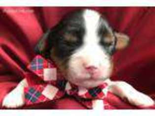 Cavalier King Charles Spaniel Puppy for sale in Fulton, NY, USA