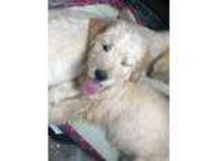 Goldendoodle Puppy for sale in Crystal Lake, IL, USA