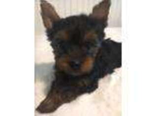 Yorkshire Terrier Puppy for sale in Darlington, WI, USA