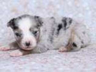 Miniature Australian Shepherd Puppy for sale in Dewitt, MI, USA