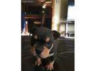 American Bulldog Puppy for sale in Atlanta, GA, USA