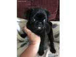 Pug Puppy for sale in Garden City, KS, USA