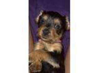 Yorkshire Terrier Puppy for sale in Brooklyn, NY, USA