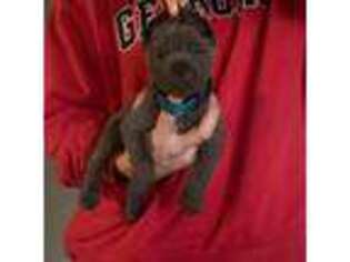 Cane Corso Puppy for sale in Murfreesboro, TN, USA