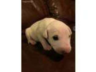 Bull Terrier Puppy for sale in Elk City, OK, USA