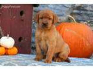 Labrador Retriever Puppy for sale in Gordonville, PA, USA