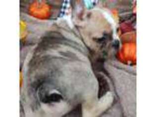 French Bulldog Puppy for sale in Keota, OK, USA