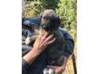 Irish Wolfhound Puppy for sale in Glide, OR, USA