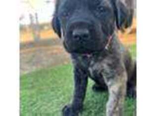 Mastiff Puppy for sale in San Juan Bautista, CA, USA