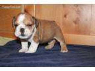 Bulldog Puppy for sale in Morenci, MI, USA