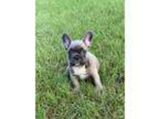 French Bulldog Puppy for sale in Crystal Springs, MS, USA