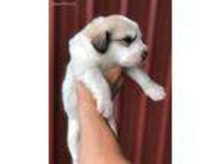 Great Pyrenees Puppy for sale in Kansas City, MO, USA