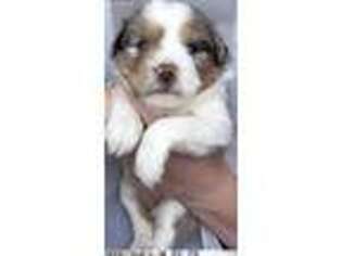 Miniature Australian Shepherd Puppy for sale in Coatesville, PA, USA